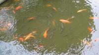 Koiteich bei Wohnhaus Ho Chi Mins Hanoi
