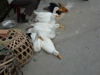 Leider werden Sie nicht mehr lange leben :-(