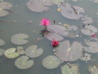 Lotosblume