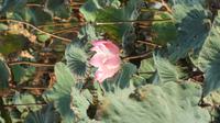 Lotusblüte, Ninh Binh