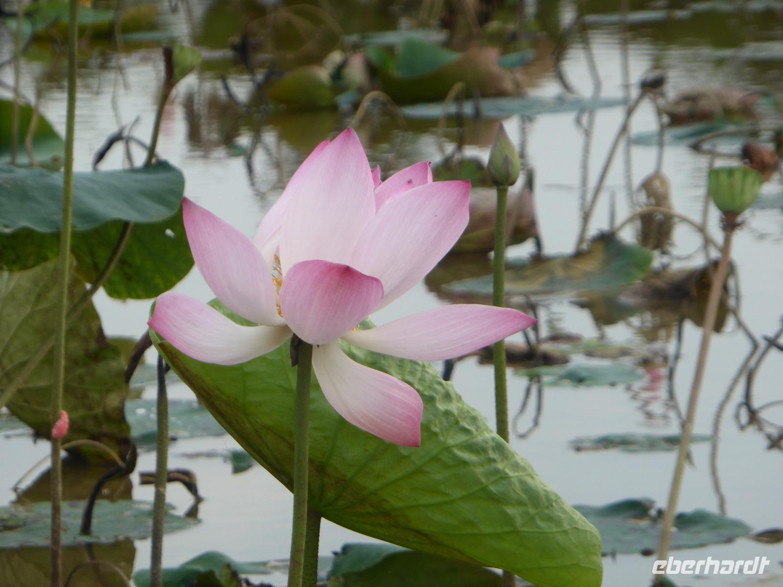 Lotusblüte