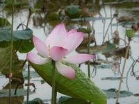 Lotusblüte