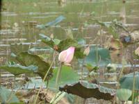 Lotusblumenknospe