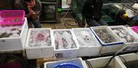 Markt  -  Hanoi - Verkauf von Otopus, Muscheln und Meeresfrüchten