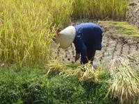 Reisernte auf dem Weg nach Ha Long