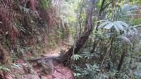 Rhododendronpfad, Wanderung im Bach Ma Nationalpark
