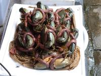 Und allerlei andere Meerestiere