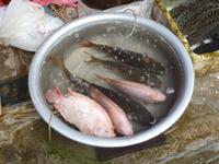 Und viele Fischarten natürlich