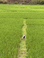 Vietnam - Mai Chau