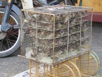 Vogelhaltung