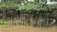Wassergewächse im Mekong Delta, bei `Ebbe`