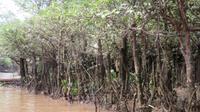 Wassergewächse im Mekong Delta, bei `Ebbe`