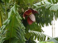 Wundervolle Bananenblüte