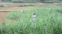 Zuckerrohrernte in Mai Chau