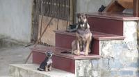 tierische Freunde auf der Wanderung in Mai Chau