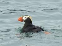 Papageientaucher Bootsfahrt Kamtschatka