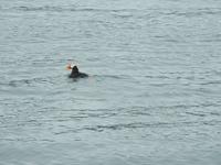 Papageientaucher Bootsfahrt Kamtschatka