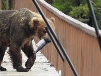 Bärentour Kamtschatka