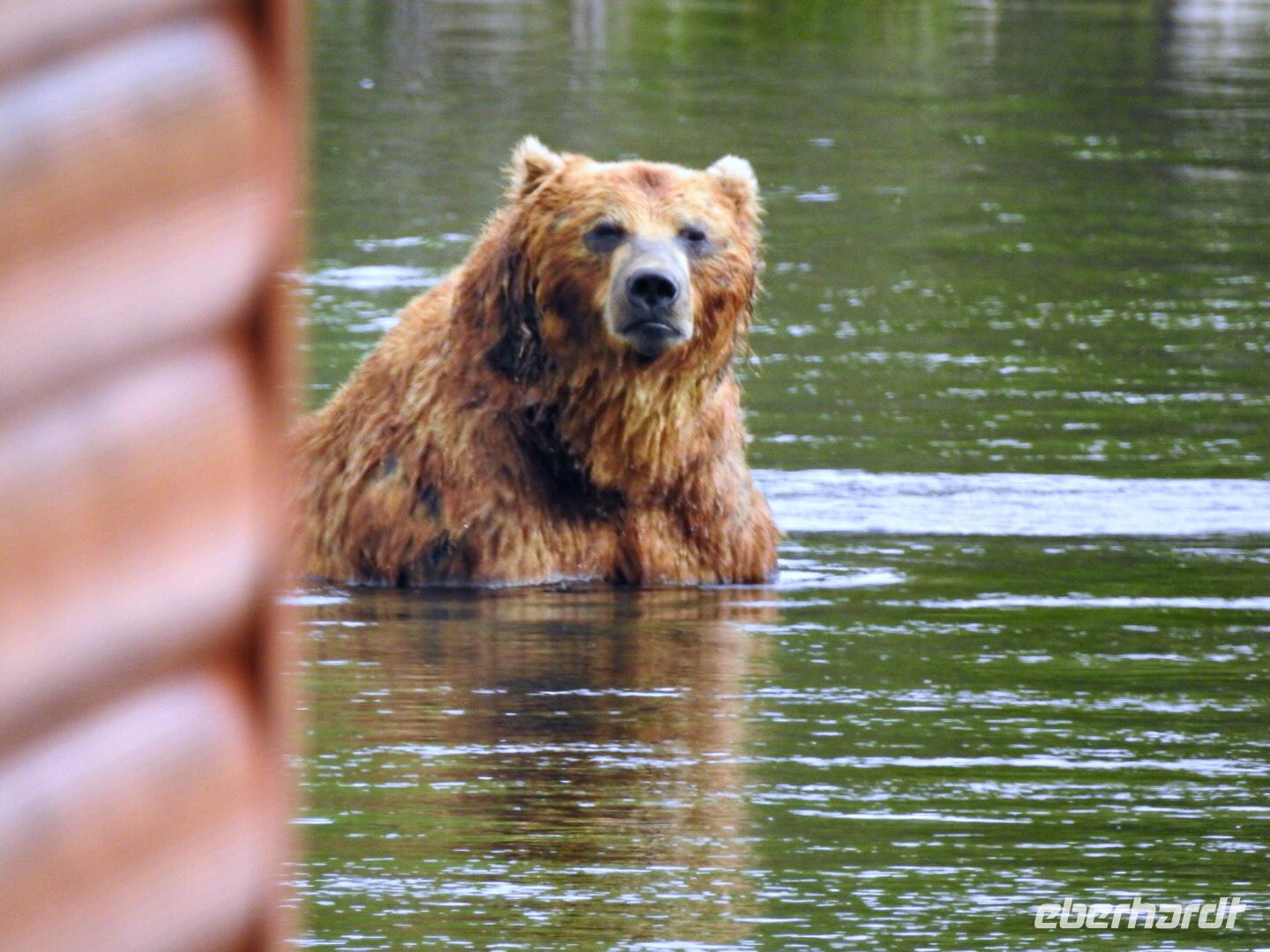 Bärentour Kamtschatka