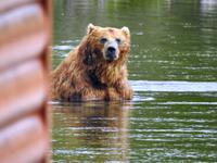 Bärentour Kamtschatka