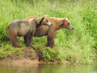 Bärentour Kamtschatka