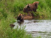 Bärentour Kamtschatka