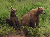 Bärentour Kamtschatka