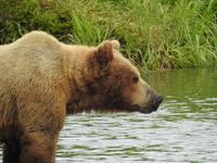 Bärentour Kamtschatka
