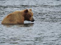 Bärentour Kamtschatka