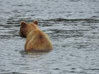 Bärentour Kamtschatka
