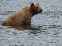 Bärentour Kamtschatka
