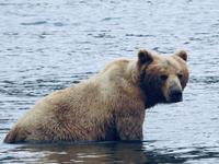 Bärentour Kamtschatka