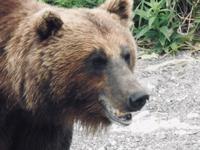 Bärentour Kamtschatka