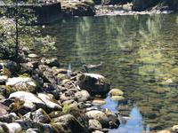 Vancouver Kanada Lachsaufzuchtstation