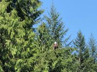 Vancouver Kanada Lachsaufzuchtstation