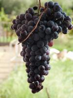 Mallorca - Weingut Taujana