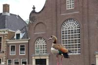 Spaziergang durch Delfshaven - Rotterdam