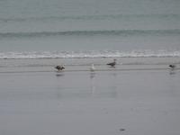 Guernsey, Pembroke Bay