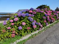 Port de Portsall - Hortensien = die Blume an der bretonischen Atlantikküste