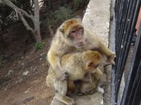 Gibraltar - die bekanntesten Bewohner 