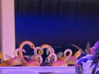 Mein Schiff 3 -Weisse Poolparty - Kunstwerke aus Obst