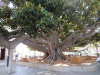 Cadiz  - Caleta -Riesiger Fikus