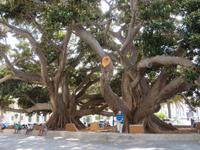 Cadiz  - Caleta -Riesige Fikus