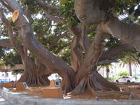 Cadiz  - Caleta -Riesige Fikus