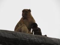 Gibraltar - Gibraltar-Felsen - Berberaffen