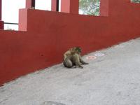Gibraltar - Gibraltar-Felsen - Berberaffen