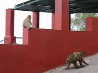 Gibraltar - Gibraltar-Felsen - Berberaffen
