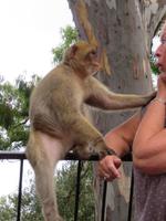 Gibraltar - Gibraltar-Felsen - Freche Berberaffen