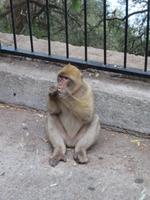 Gibraltar - Gibraltar-Felsen - Berberaffen