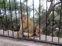 Gibraltar - Gibraltar-Felsen - Berberaffen